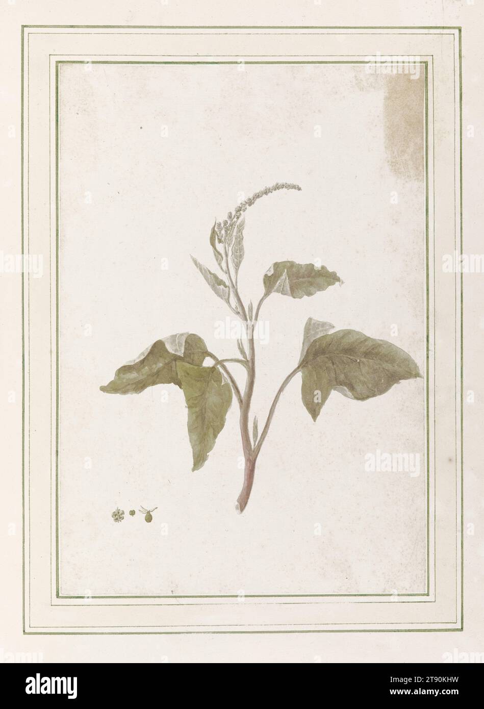 Acquerelli botanici II, c. 1784-1820, Louisa Finch, inglese, 1760 - 1832, 20 1/8 x 16 1/8 x 2 1/2 pollici (51,12 cm, 6,35 cm) (chiuso)20 1/8 x 32 1/2 x 2 1/4" (51,12 x 82,55 x 5,72 cm) (aperto), Acquerello su carta, Inghilterra, XVIII secolo Foto Stock