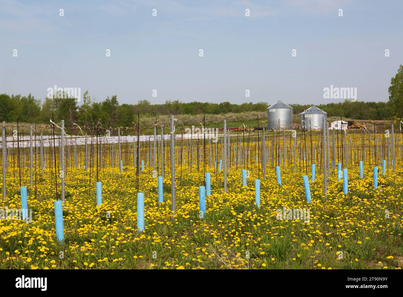 File di giovani Malus domestica - alberi di mele protetti dal vento e dal freddo con paletto e maniche di plastica blu in primavera, Quebec, Canada. Foto Stock