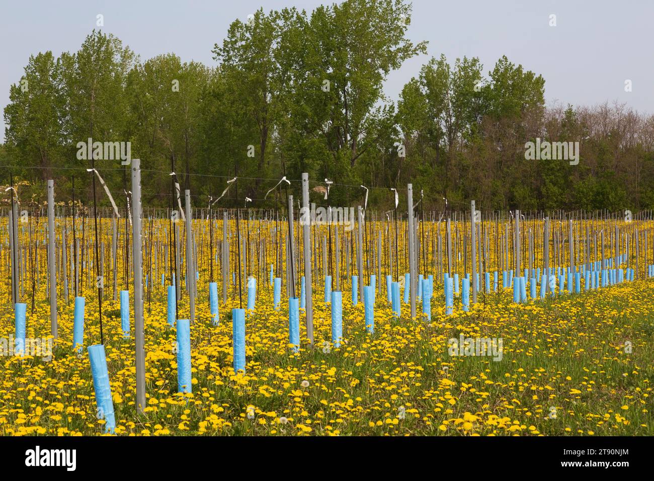 File di giovani Malus domestica - alberi di mele protetti dal vento e dal freddo con paletto e maniche di plastica blu in primavera, Quebec, Canada Foto Stock