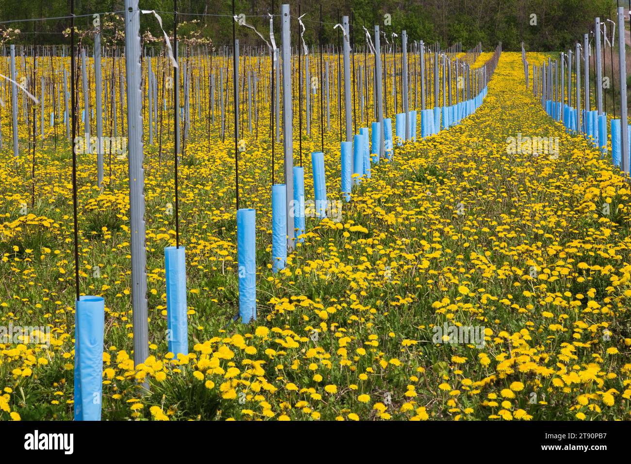 File di giovani Malus domestica - alberi di mele protetti dal vento e dal freddo con paletto e maniche di plastica blu in primavera, Quebec, Canada. Foto Stock