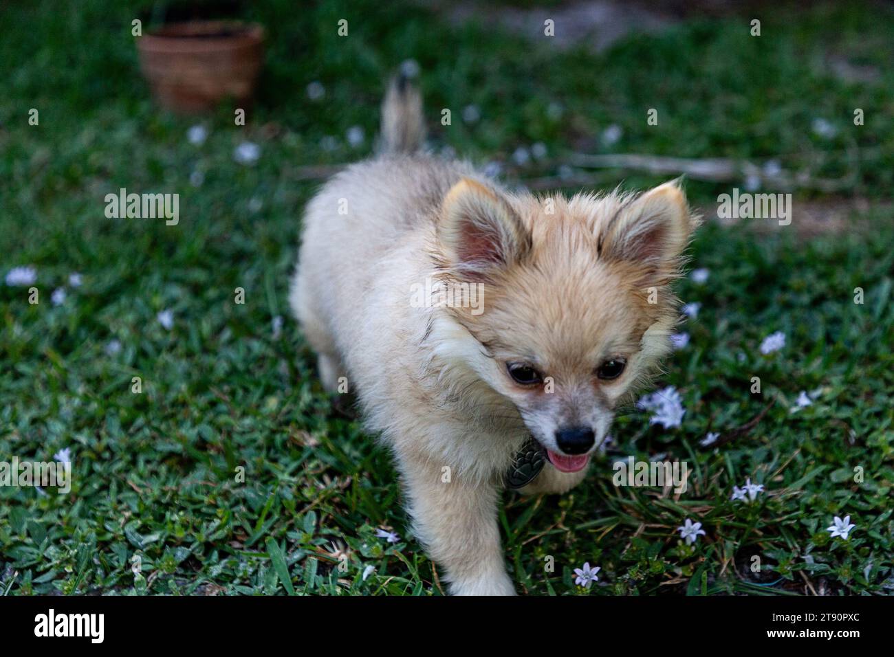 In primavera, un piccolo cucciolo della Pomerania gioca in un cortile verde Foto Stock