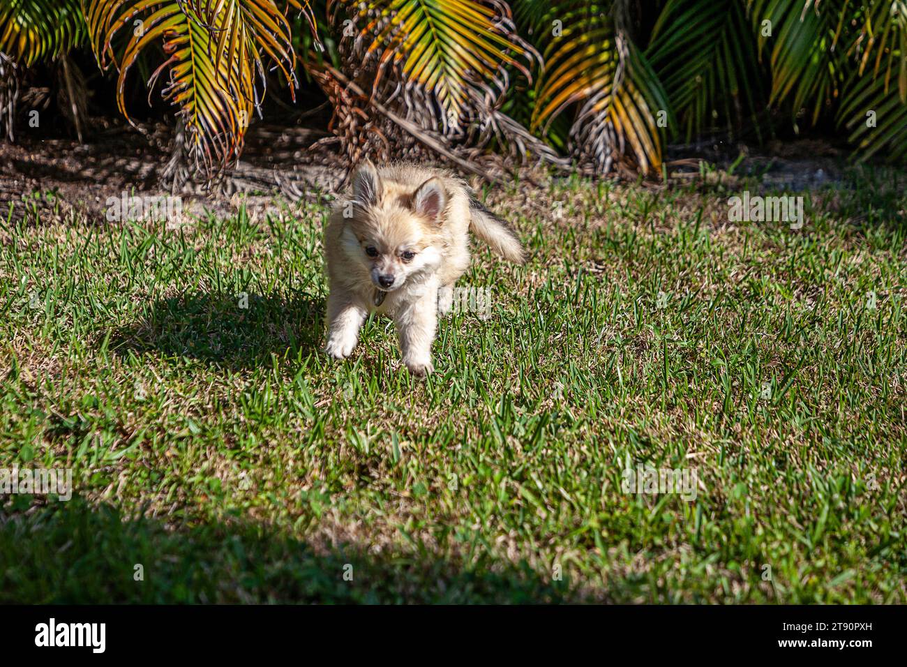 In primavera, un piccolo cucciolo della Pomerania gioca in un cortile verde Foto Stock
