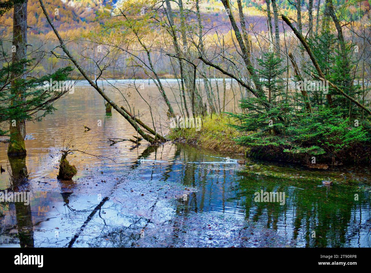 Splendido laghetto di Taisho a Kamikochi, Giappone. Le acque ancora blu dello stagno riflettono le montagne boscose circostanti. Foto Stock