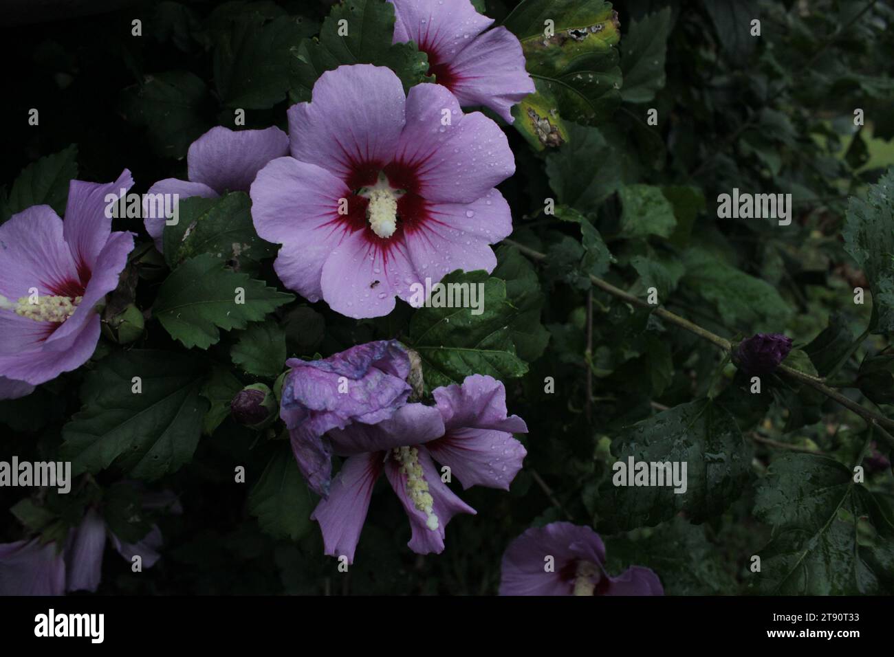 Fiore con una formica sulla foglia Foto Stock