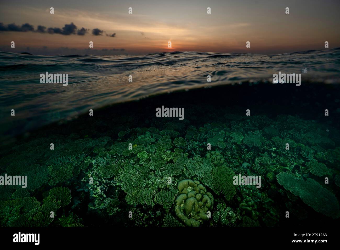 Barriera corallina della laguna di Mayotte al tramonto Foto Stock