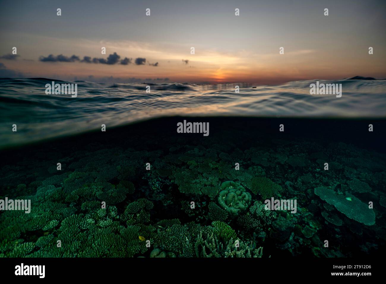 Barriera corallina della laguna di Mayotte al tramonto Foto Stock