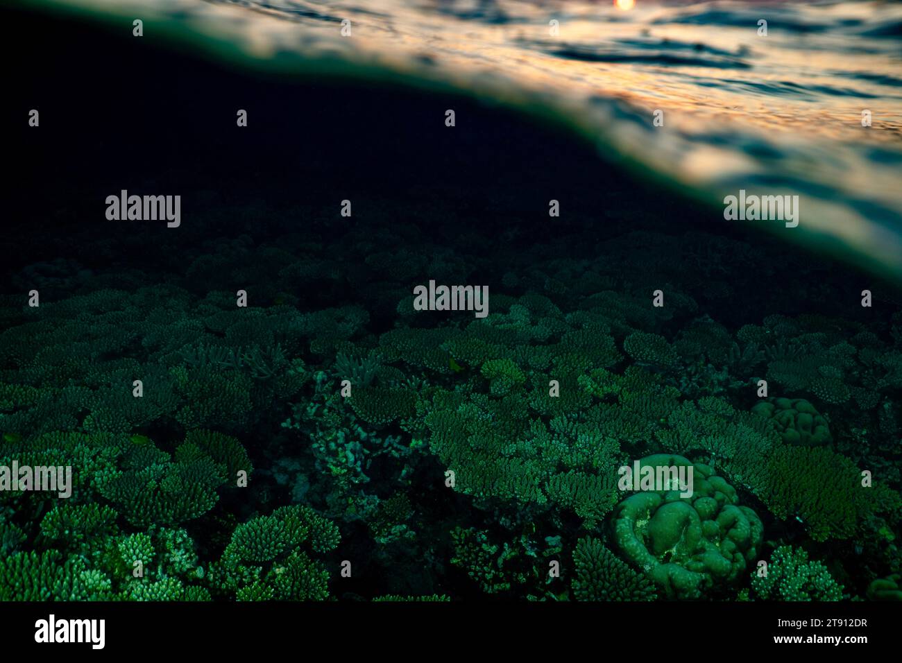 Barriera corallina della laguna di Mayotte al tramonto Foto Stock