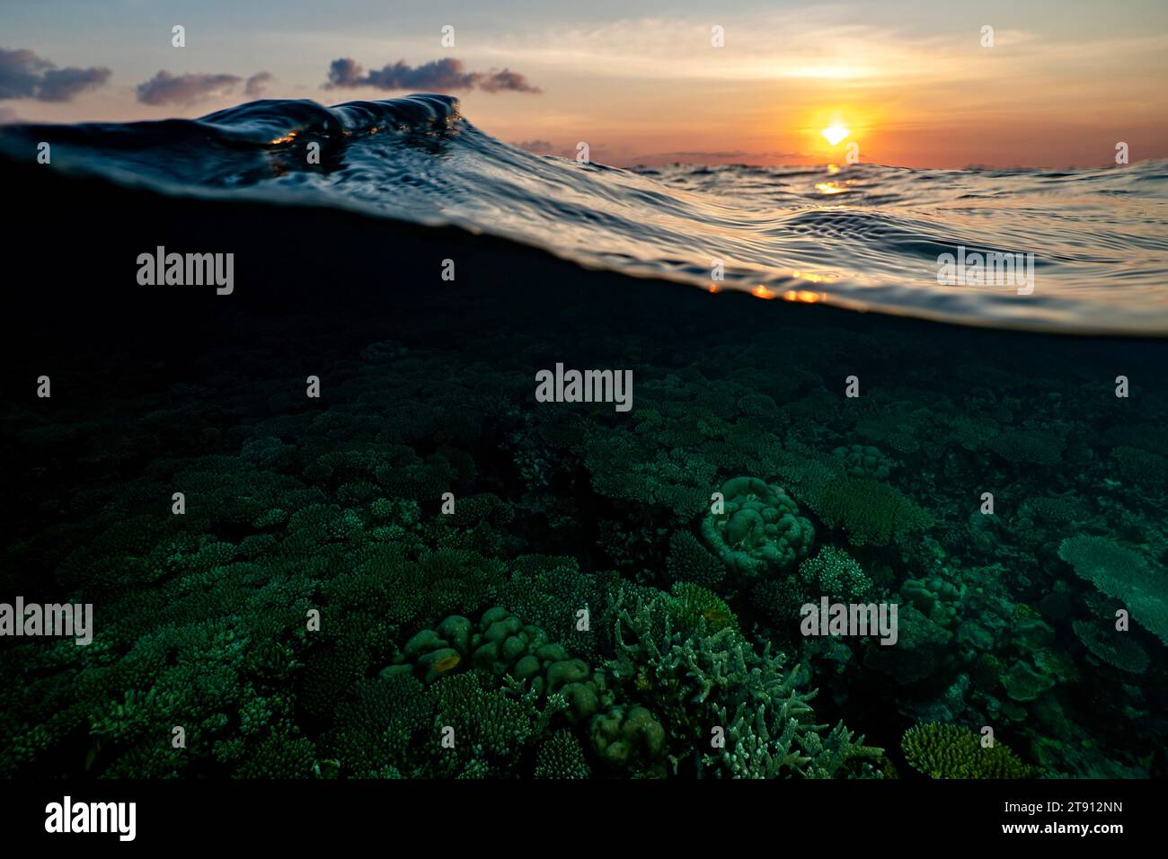 Barriera corallina della laguna di Mayotte al tramonto Foto Stock