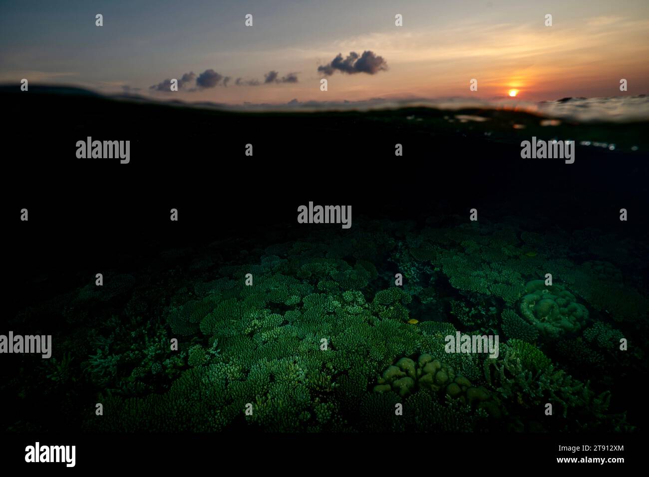 Barriera corallina della laguna di Mayotte al tramonto Foto Stock
