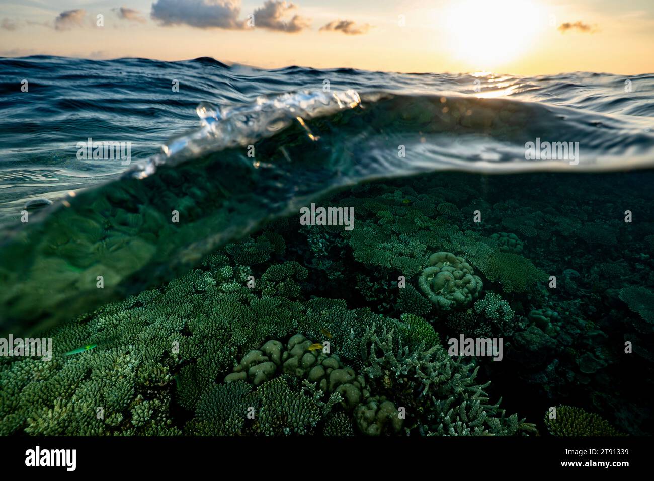 Barriera corallina della laguna di Mayotte al tramonto Foto Stock