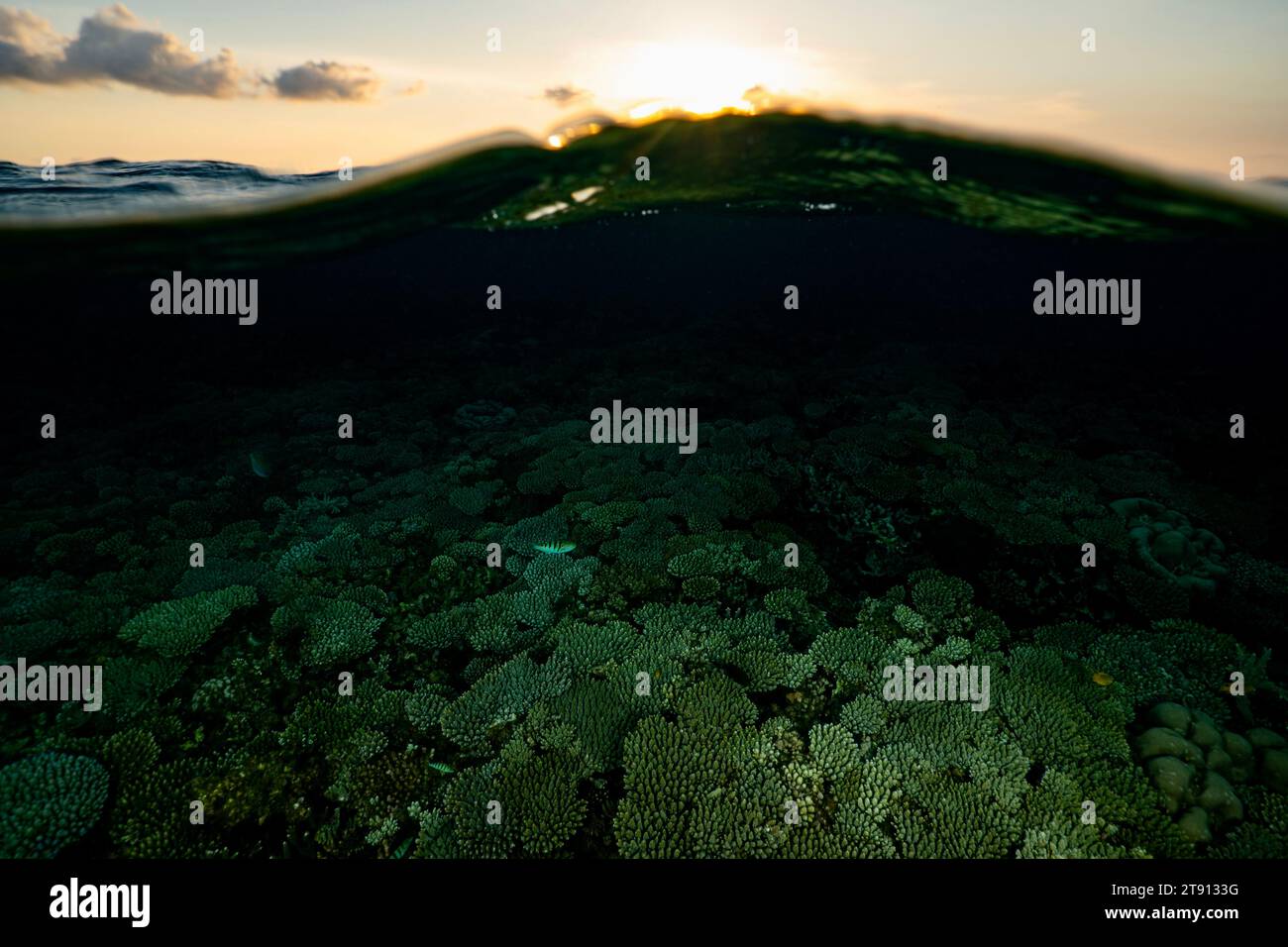 Barriera corallina della laguna di Mayotte al tramonto Foto Stock