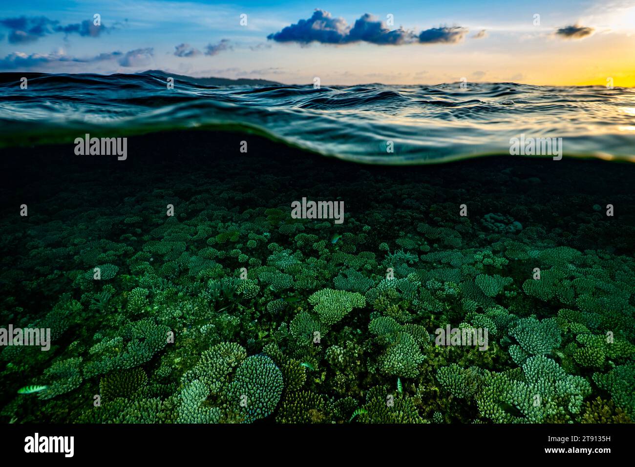 Barriera corallina della laguna di Mayotte al tramonto Foto Stock