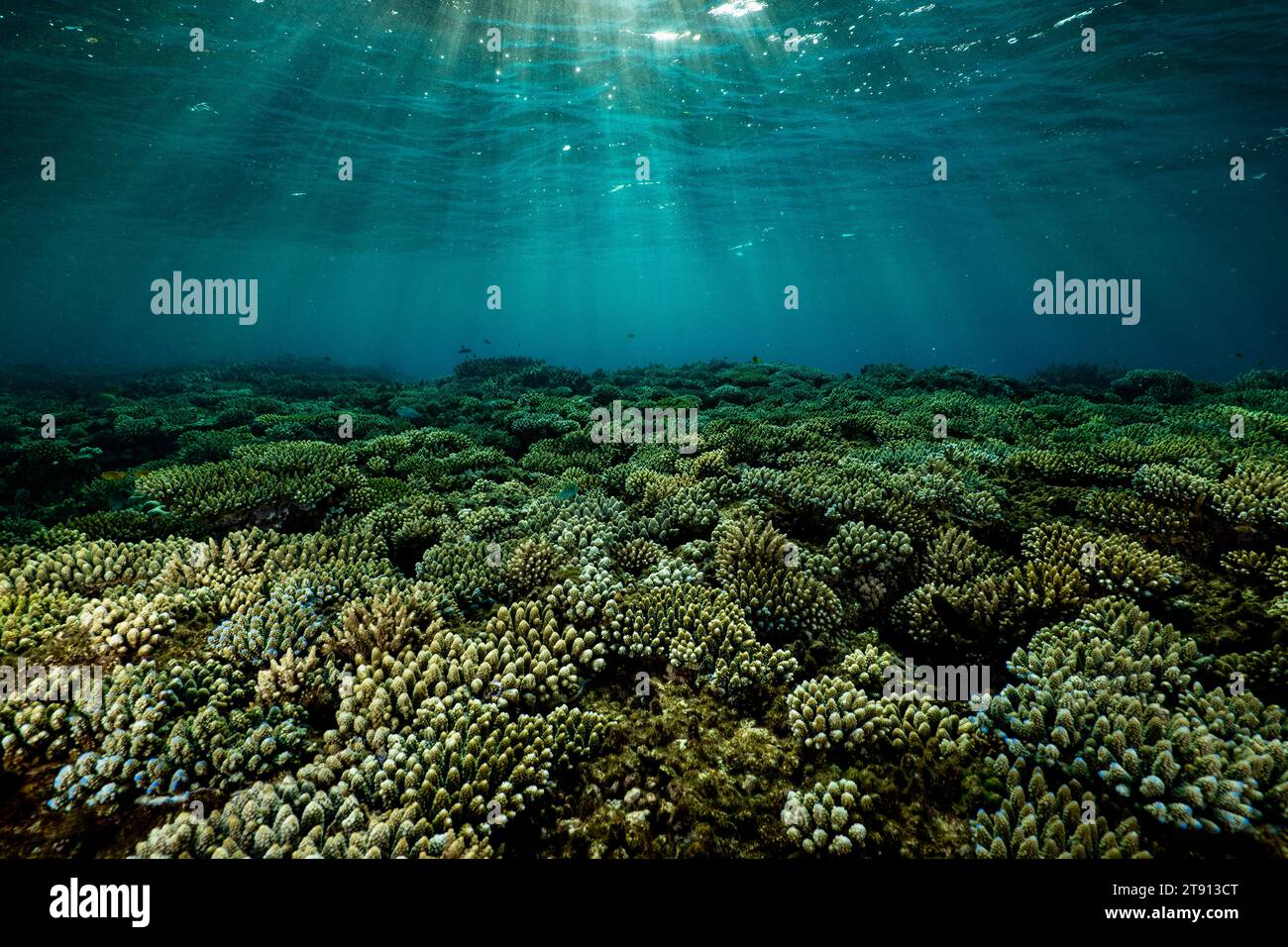 Barriera corallina della laguna di Mayotte al tramonto Foto Stock