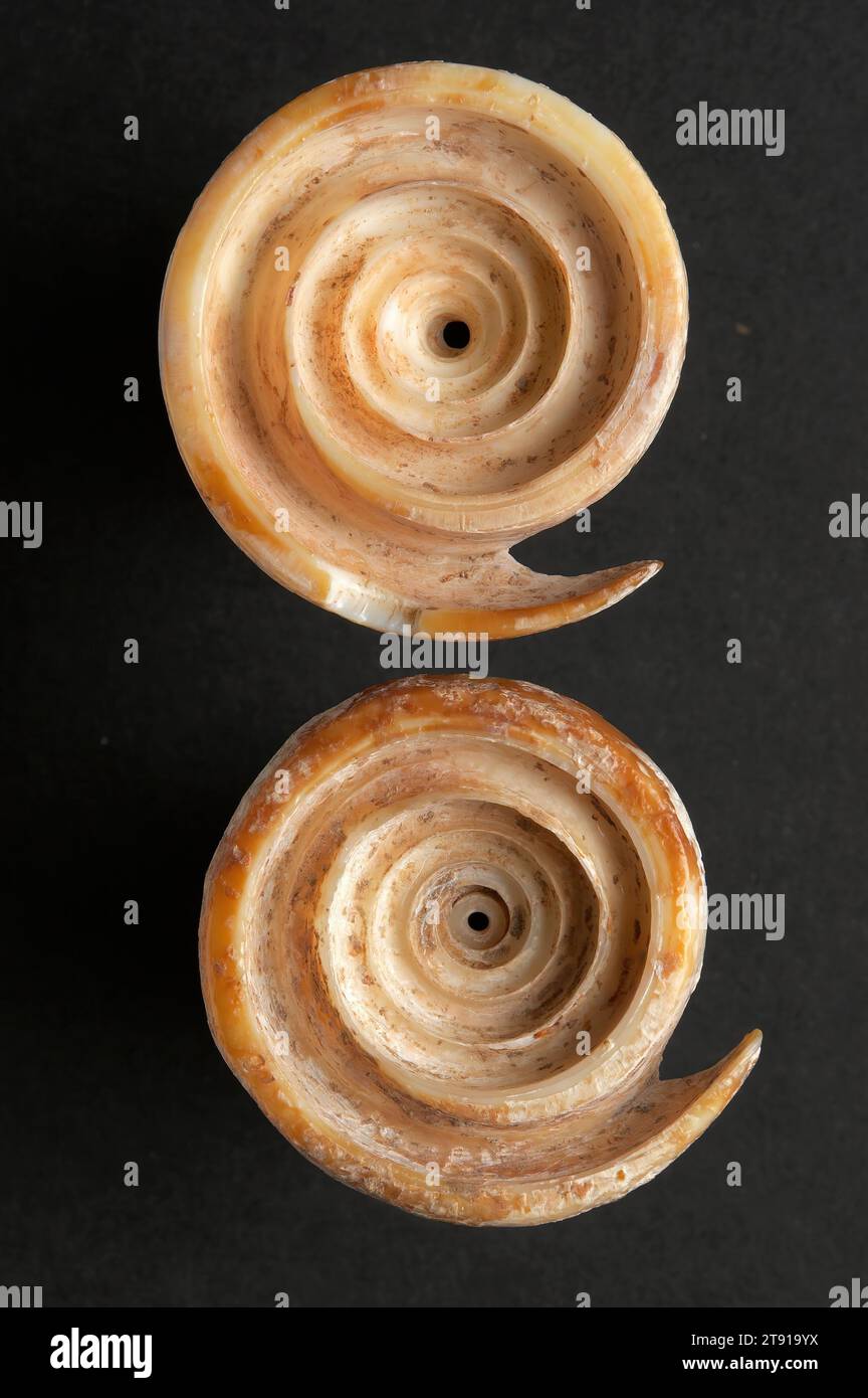 Coppia di ornamenti per orecchie, c. inizio i secolo, 1-13/16 x 1-5/8 x 3/4" (4,6 x 4,1 x 1,9 cm), Shell, Thailandia, i secolo a.C. - i secolo d.C., prima dell'adozione di giada, metallo e perline per gioielli raffinati, in gran parte del sud-est asiatico il guscio lucido era il materiale di scelta per l'ornamento personale. Gli scavi rivelano che gli ornamenti a conchiglia non erano offerte funerarie; invece, erano ornamenti indossati durante la vita delle persone. L'uso di conchiglie fornisce anche la prova di un commercio marittimo attivo, poiché le conchiglie interne sarebbero state troppo piccole e sottili per diventare gioielli. Foto Stock