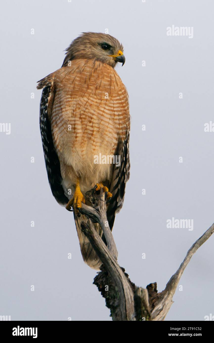 Un falco dalle spalle rosse arroccato su una filiale in Florida. Foto Stock