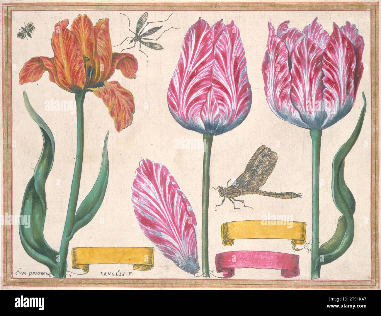 Tulips and Iris, del Livre de Fleurs, 1620, Francois l'Anglois; Editore: Francois l'Anglois, francese, 1589 - 1647, 7 x 9 1/8 poll. (17,78 x 23,18 cm) (lastra), incisione colorata a mano, illuminata con oro, Francia, XVII secolo Foto Stock