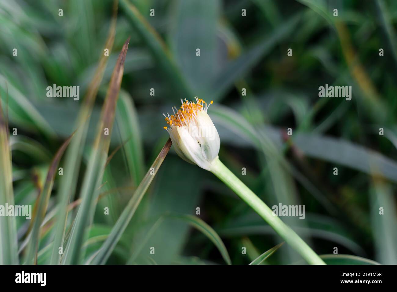 Fiore di Chlorophytum comosum, di solito chiamato pianta di ragno o pianta comune di ragno da vicino Foto Stock