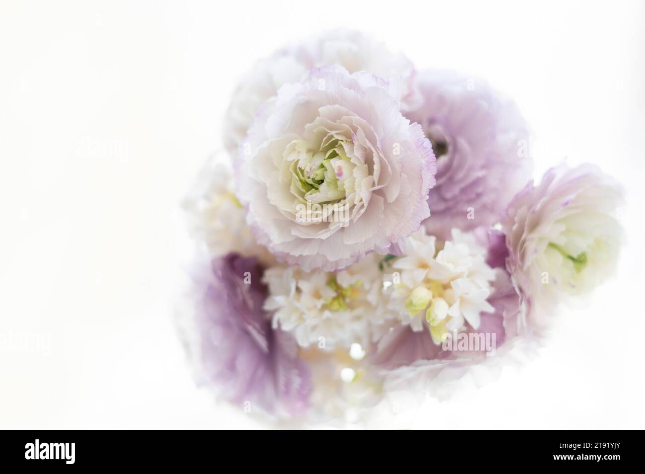Bouquet di ranunculus viola e giacinti bianchi Foto Stock