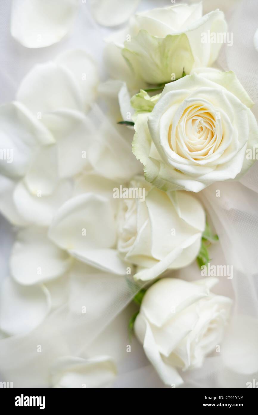 Immagine di grandi rose e petali Foto Stock