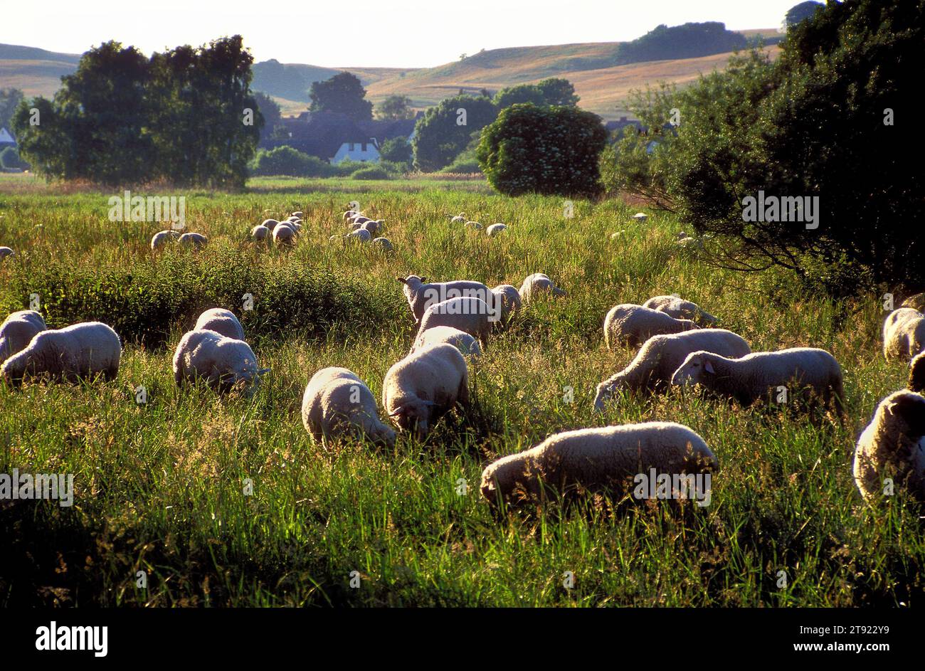 Pecore che pascolano nel paesaggio, Monchgut, Rugen, Germania Foto Stock