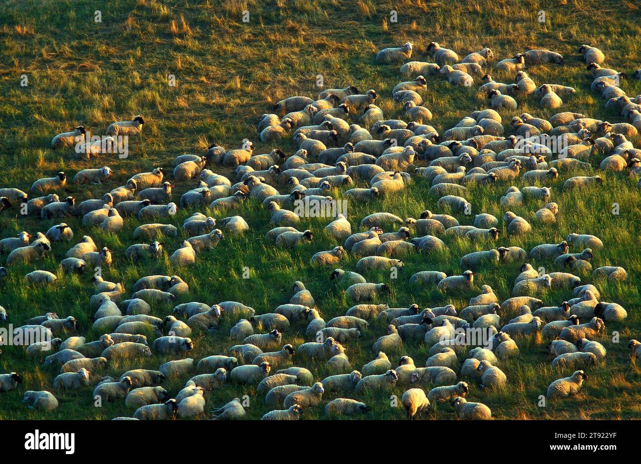 Pecore che pascolano nel paesaggio, Monchgut, Rugen, Germania Foto Stock
