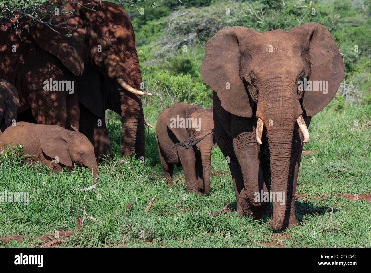 Elefante africano (Loxodonta africana), Zimanga riserva di caccia privata, Parco degli elefanti, KwaZulu-Natal, Sudafrica Foto Stock