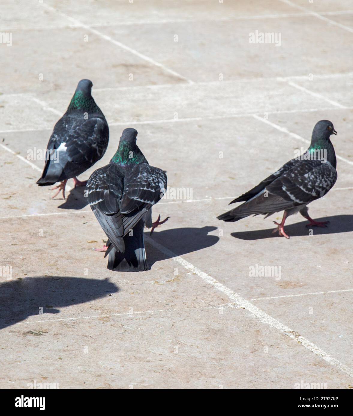 Piccioni su una pavimentazione di pietra Foto Stock