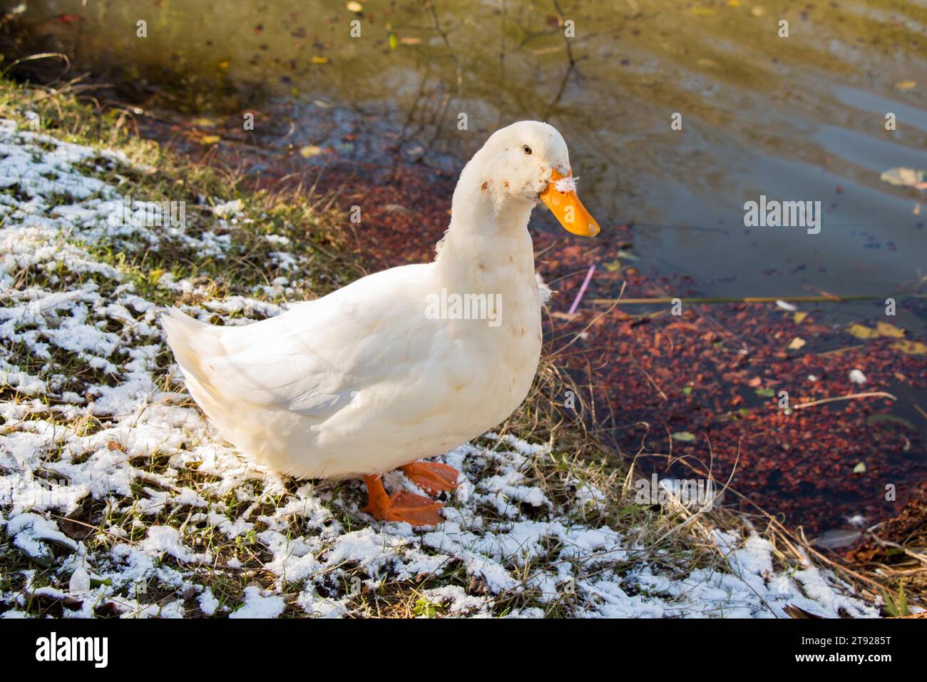 White anatra sono dal lato dello stagno Foto Stock