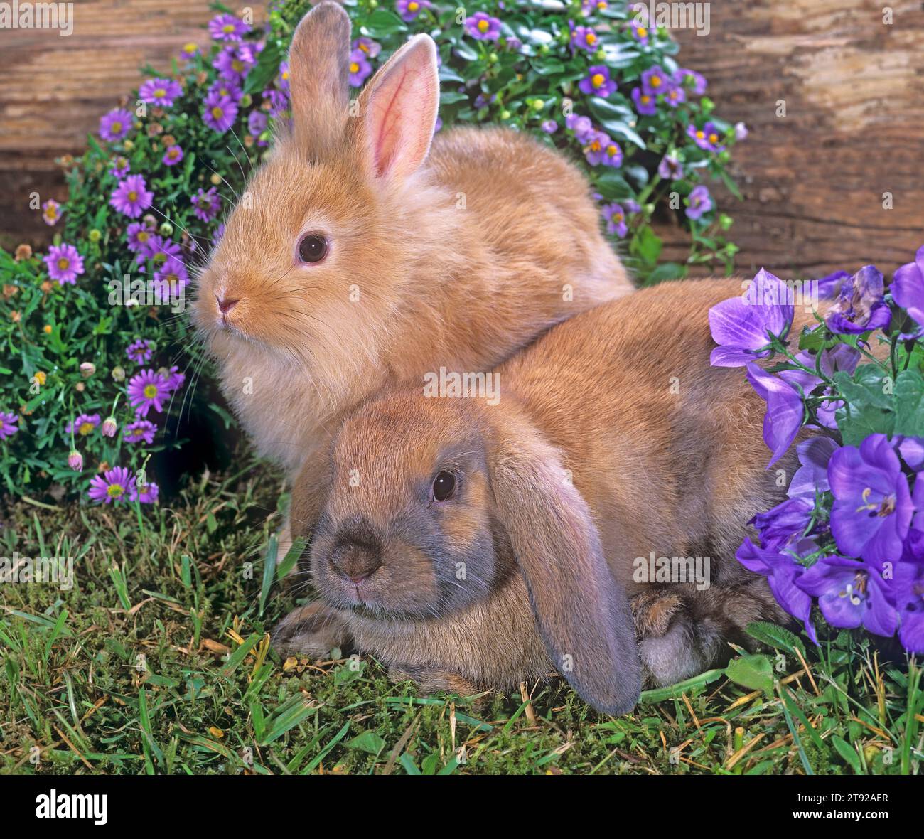 Due conigli nani di razze diverse insieme in giardino. animali domestici Foto Stock