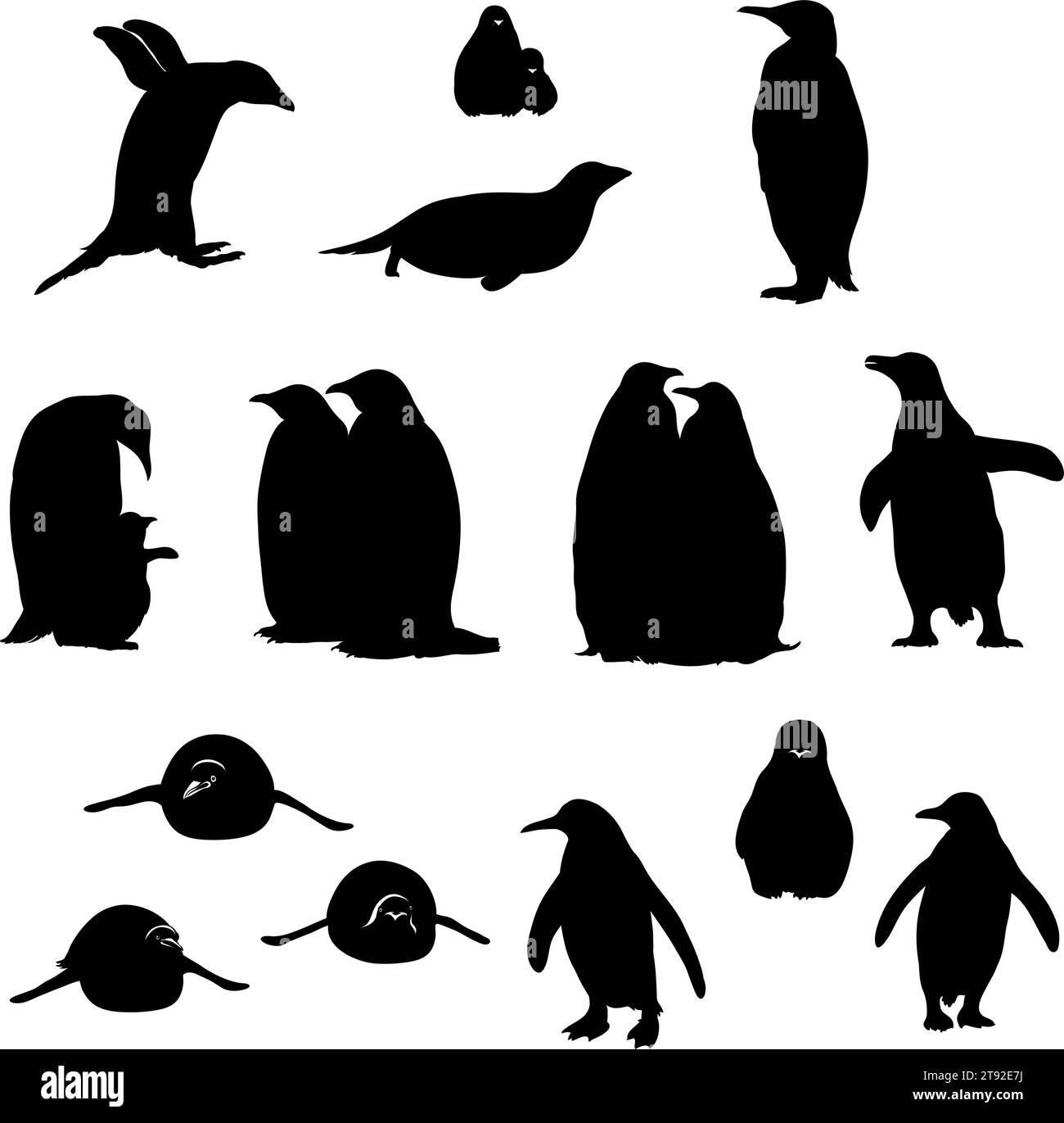 pinguino, uccello, pulcino, ritratto, immagine, fauna, varie pose, fauna selvatica, bianco, nero, vettoriale, grafica, disegno, immagine, stilizzazione, immagine, isolata Illustrazione Vettoriale
