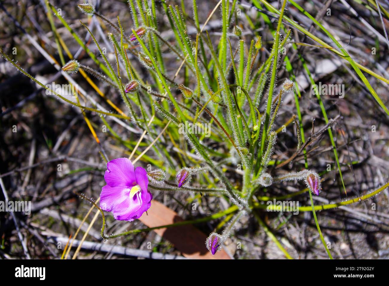 Pianta fiorita della pianta dell'arcobaleno Byblis gigantea in habitat naturale, Australia Occidentale Foto Stock
