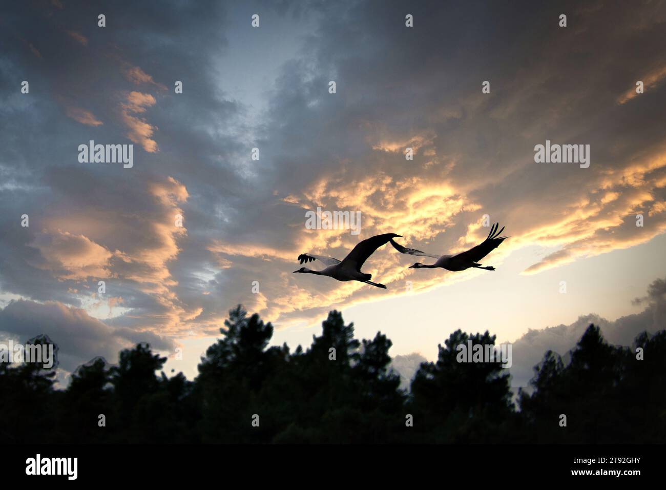 Due gru che volano sopra gli alberi in una foresta al tramonto. Uccelli migratori sul Darss. Foto della fauna selvatica di uccelli della natura nel Mar Baltico. Foto Stock