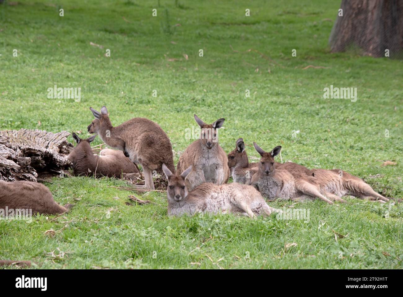I canguri grigi occidentali hanno una museruola dai capelli fini. Hanno pelliccia da chiara a marrone scuro. Zampe, piedi e punte della coda variano di colore da marrone a nero. Foto Stock