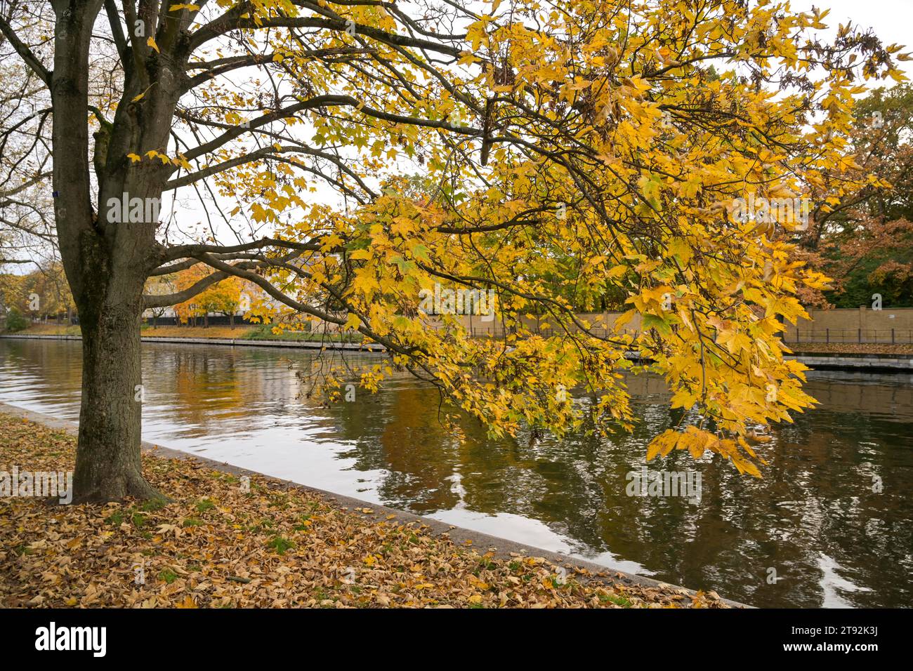 Herbst an der Spree, Berlino, Deutschland Foto Stock