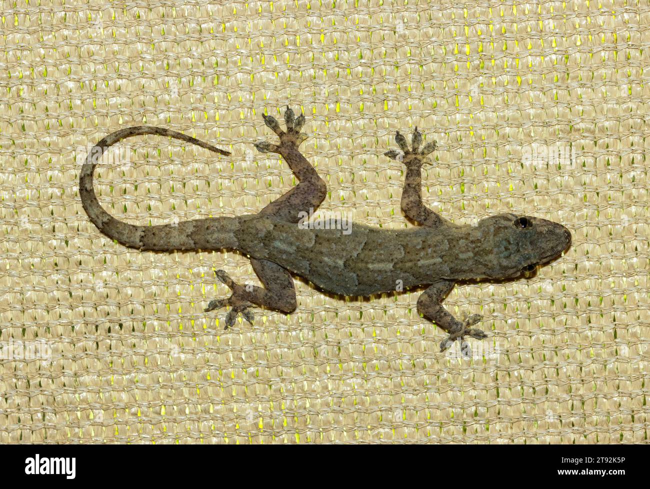 La più comune della famiglia Gecko in Africa orientale, la Casa tropicale Gecko è spesso vista sui muri all'interno e intorno all'abitazione umana. Sono notturni Foto Stock