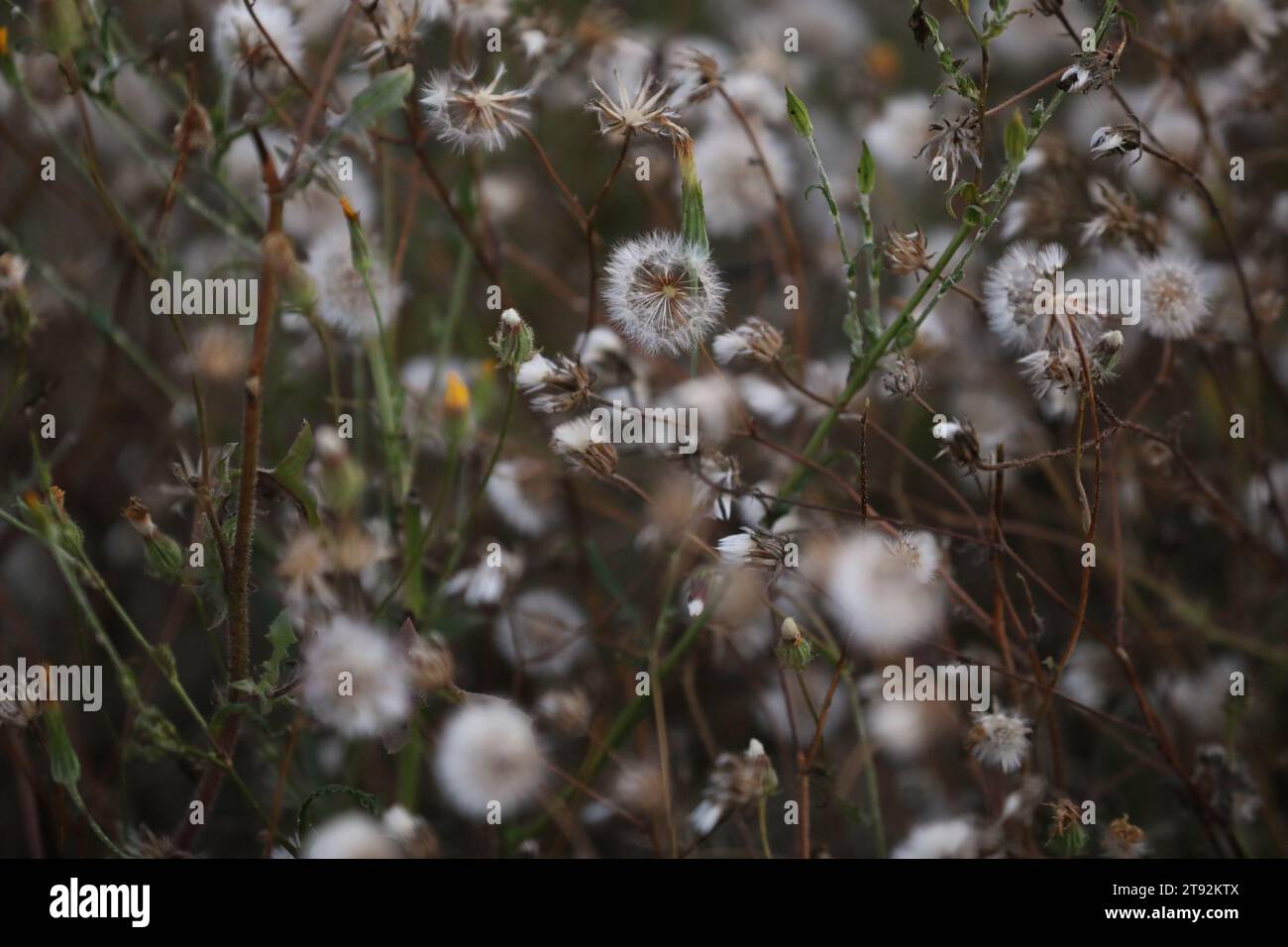 Modello di semi di fiori bianchi selvatici sul prato in estate. Copia spazio Foto Stock