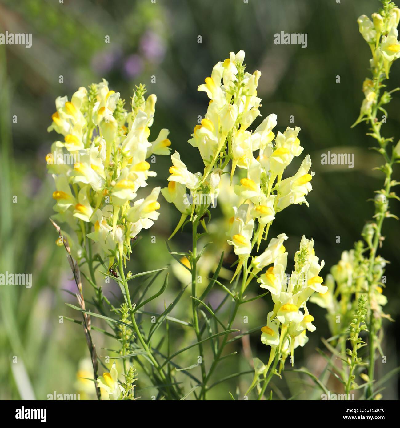 Fiori gialli di toadflax comuni nell'erba del giardino Foto Stock
