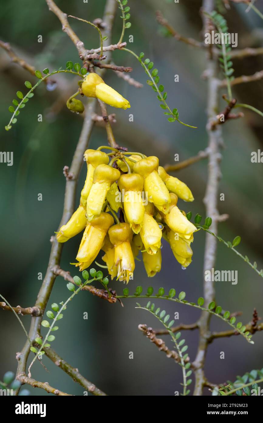 Sophora microphylla, South Island kowhai kowhai, kowhai piangente, kowhai dalle piccole foglie, mazzi di fiori gialli che cadono Foto Stock