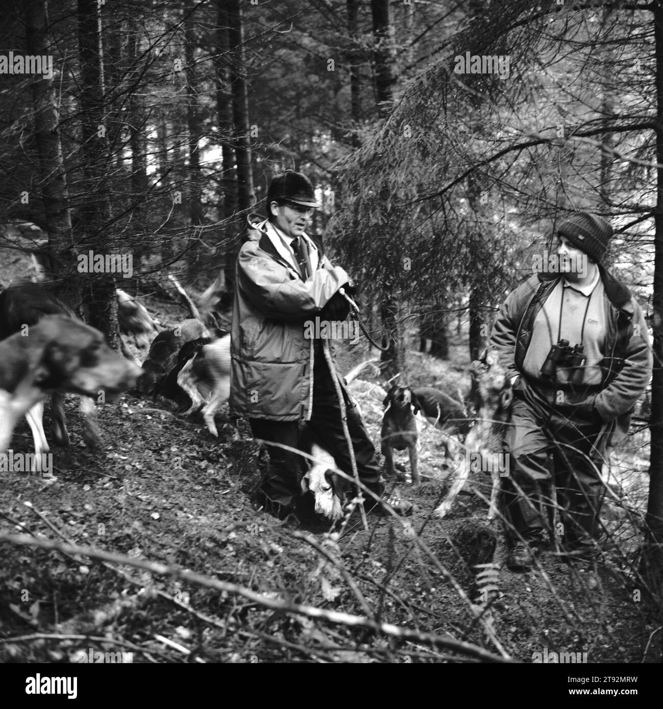 Fox Hunting UK, Lake District e Blencathra Foxhounds. Una volpe è andata sulla terra, Barry Todhunter blocca la terra prima di chiamare i cani prima dell'arrivo degli uomini terrier. Durante la stagione 2003-4 sono state contabilizzate 100 volpi. Vicino a Braithwaite, Cumbria. 2002, 2000 Inghilterra HOMER SYKES Foto Stock