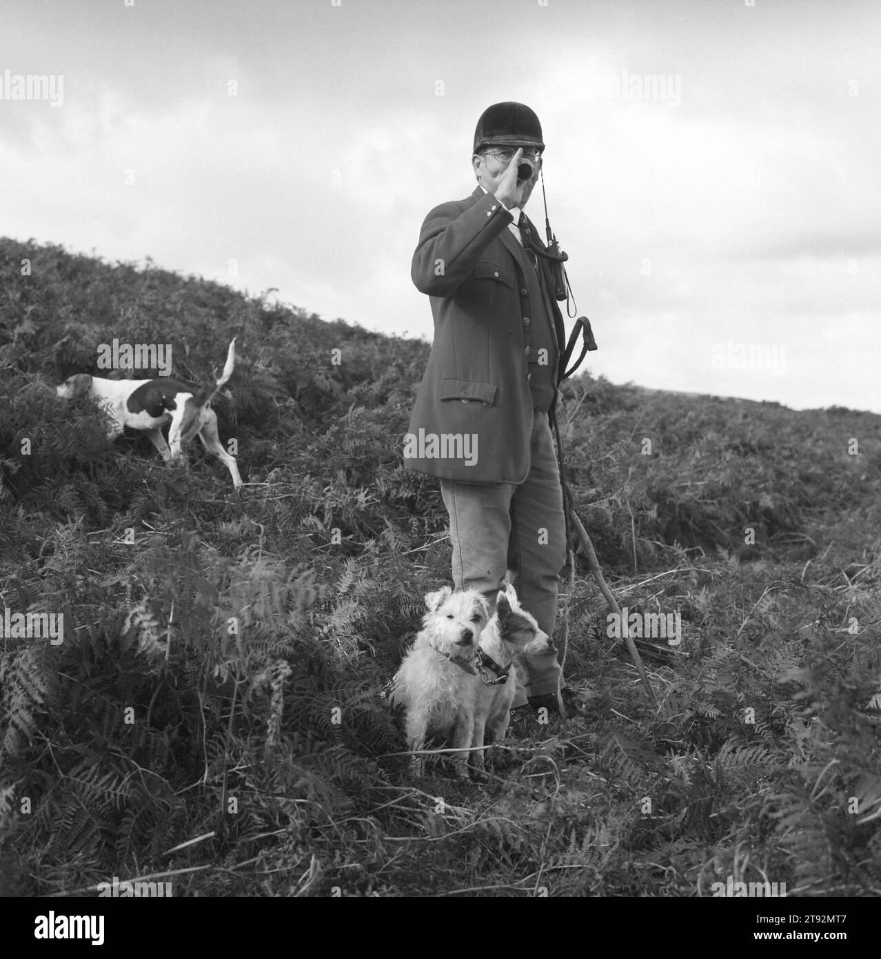 Fox Hunting, Regno Unito. Il Lake District. I Blencathra Foxhounds. Barry Todhunter, il cacciatore, raduna i cani prima di ricominciare. I suoi due terrier che lavorano lo accompagnano sempre. Il Blencathra è un Fall Pack, niente cavallo, tutti camminano. Il paesaggio è troppo ripido per i cavalli. 2002, 2000 Inghilterra HOMER SYKES Foto Stock