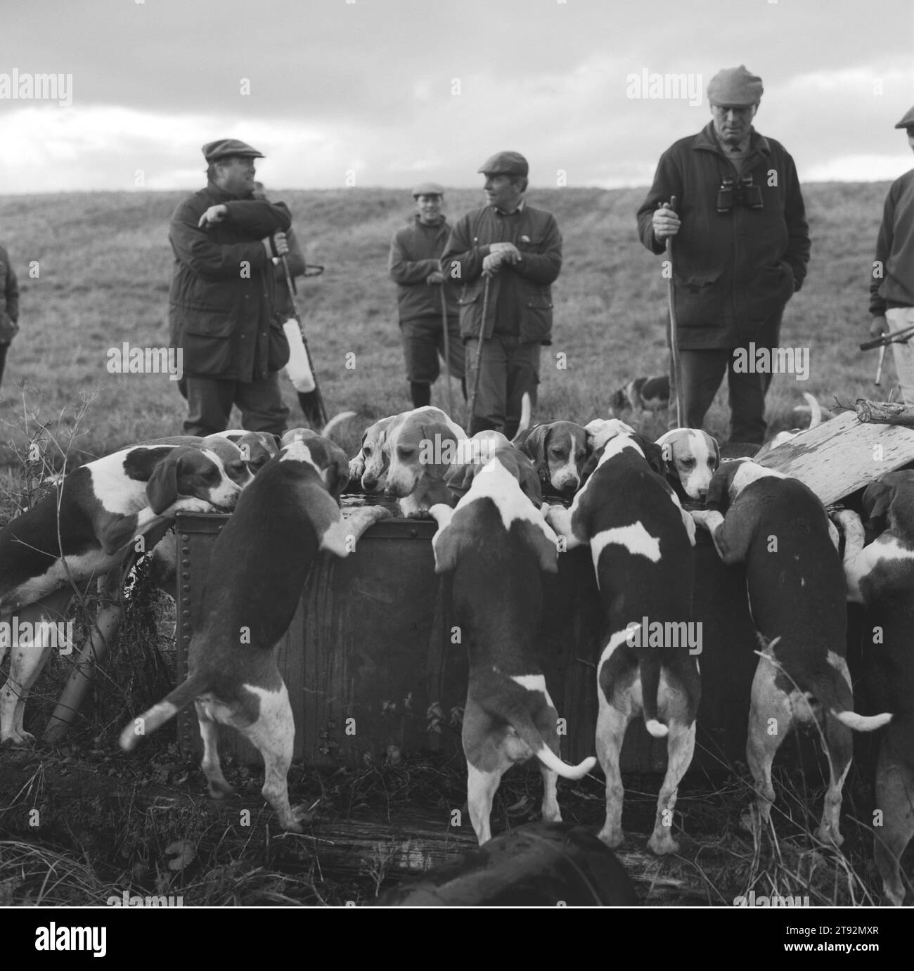 Beagling caccia lepri e coniglio UK. I Beagles Dummer alla fine della giornata, beagles molto esausti e assetati bevono da una fossa di bestiame. Manor Farm, Upper Slaughter, Gloucestershire. Inghilterra 2002, anni '2000 HOMER SYKES. Foto Stock
