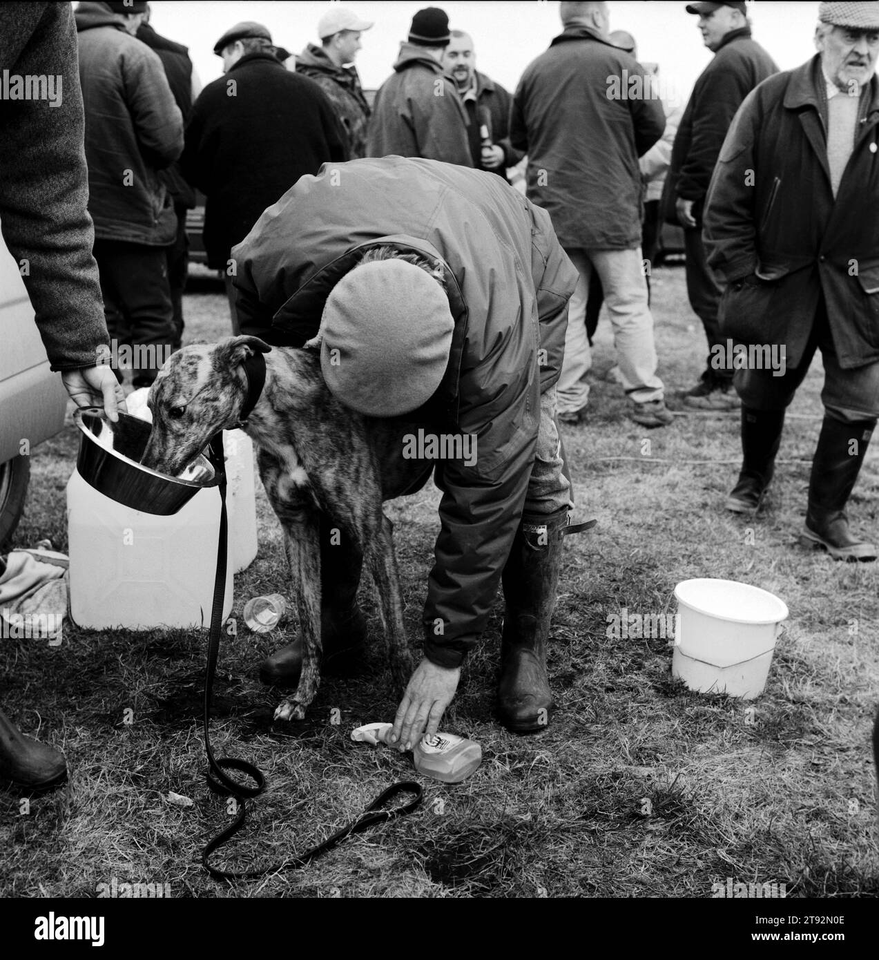 Hare Coursing. Un allenatore sfrega uno dei suoi levrieri e gli dà qualcosa da mangiare alla fine della Waterloo Cup. Vicino ad Altcar, Lancashire 2002 2000s UK HOMER SYKES Foto Stock