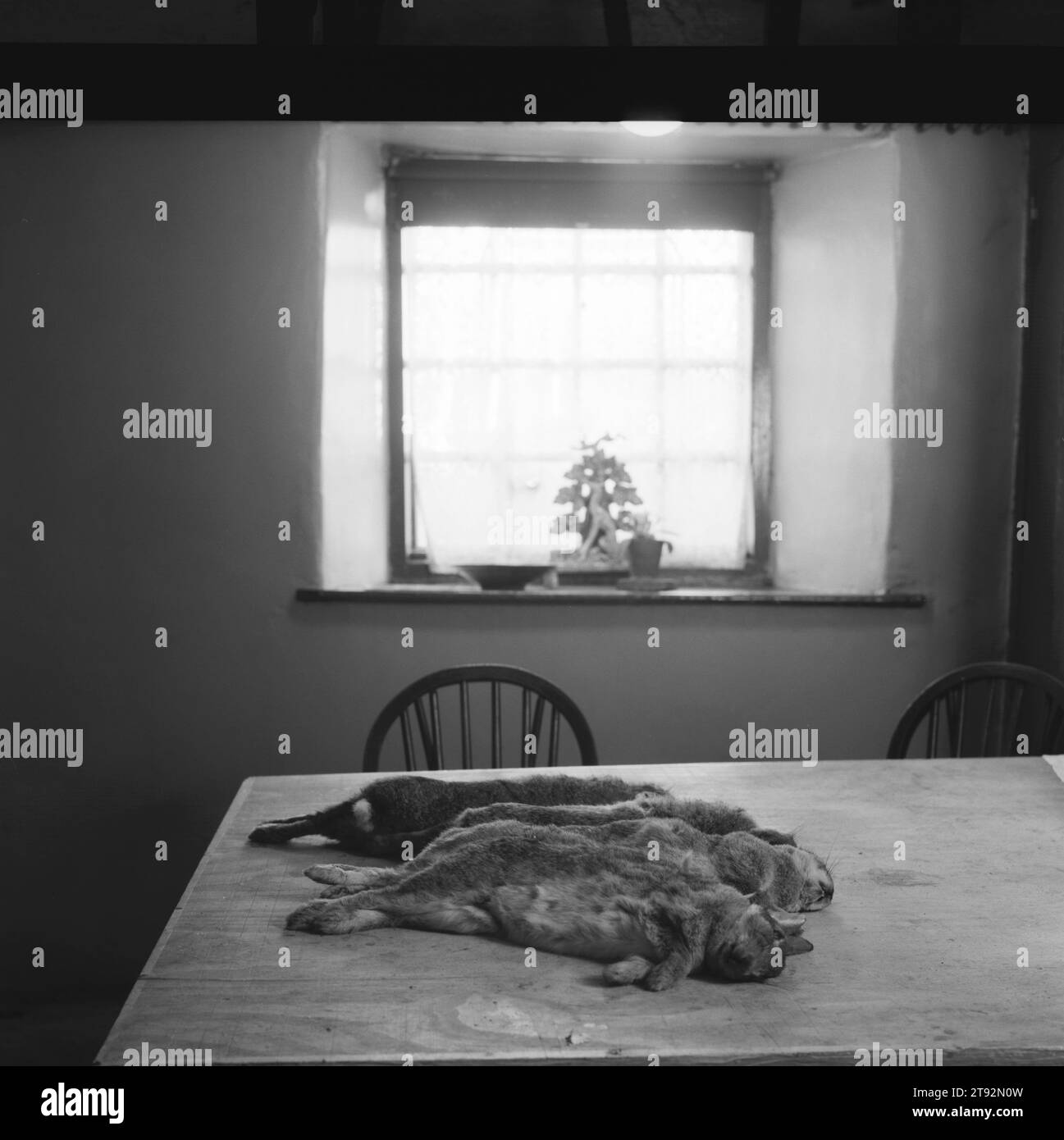 Conigli freschi per la pentola. Il pub Three Stags Head è specializzato in selvaggina fresca. La torta di coniglio sarà sul menu. I conigli catturati usando cani Lurcher giacciono su un tavolo da cucina. Wardlow, Derbyshire. 2002 2000S UK HOMER SYKES Foto Stock