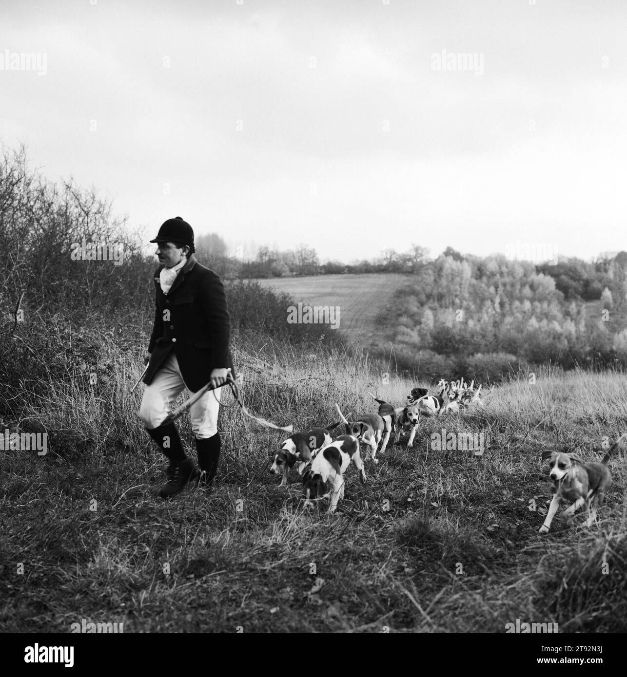 Beagling caccia lepri e coniglio UK. I Dummer Beagles a Manor Farm, i Beagles cacciano lepri e conigli, i seguaci seguono a piedi - camminando. Il cacciatore e il servo della caccia e forse un paio di altri seguaci molto in forma corrono. Steven Duckmanton l'Huntsman e Beagles in cerca di un profumo. Icomb, Gloucestershire, Inghilterra 2002 2000s HOMER SYKES Foto Stock