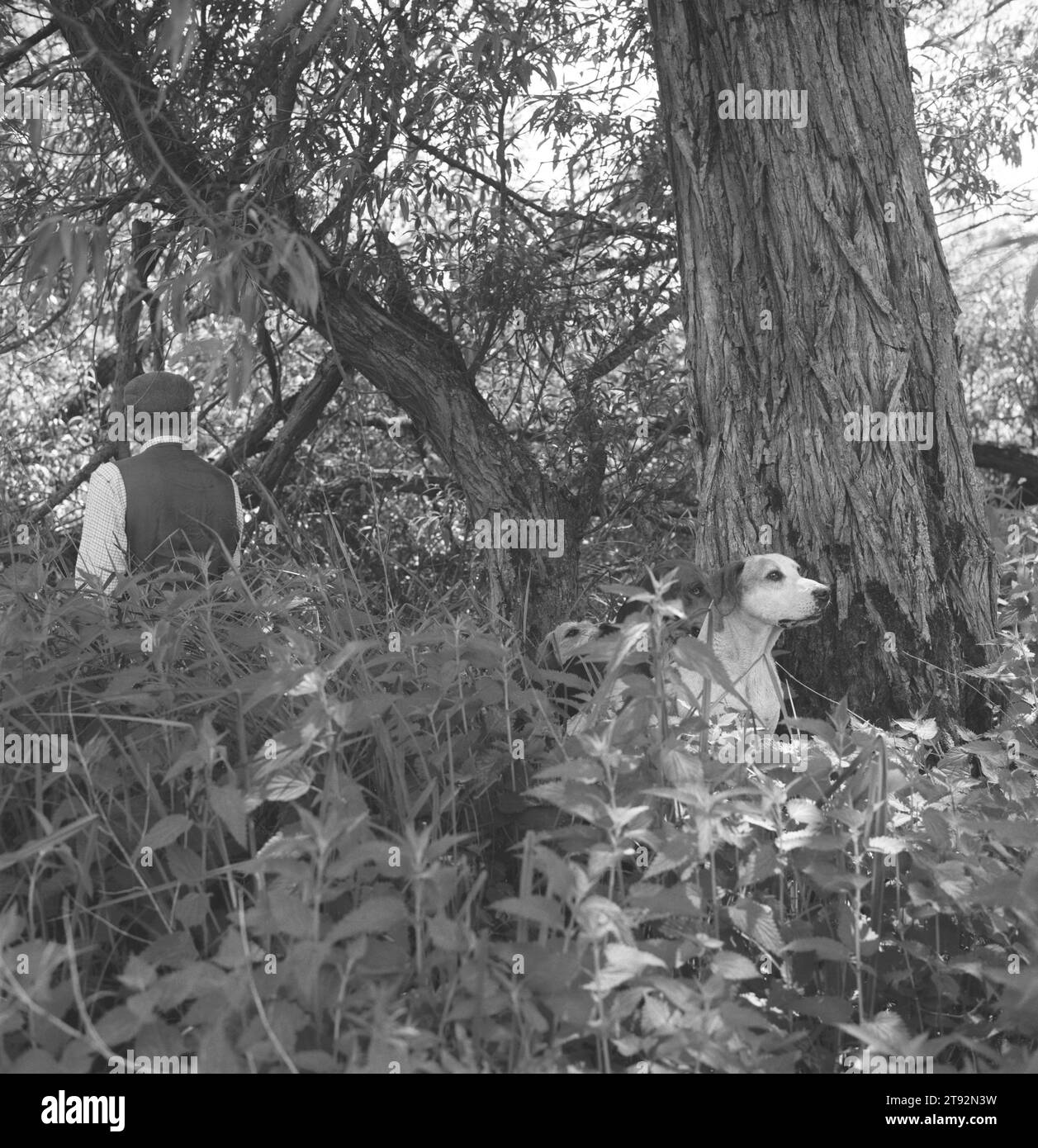 Hunting Mink UK. Valley Mink Hounds. I visoni sono molto sfuggenti, si arrampicano sugli alberi e nuotano sul fiume, e spesso riescono a scivolare via silenziosamente quando vengono avvistati. Vicino ad Aldermaston, Berkshire. 2002, 2000 Inghilterra HOMER SYKES Foto Stock