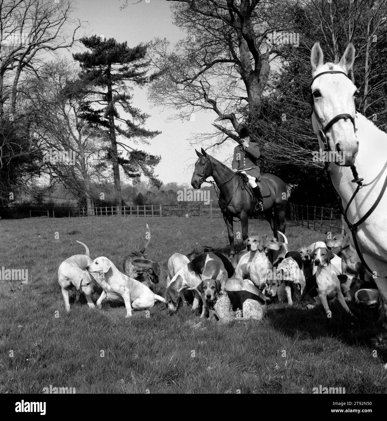 I Quantock Staghounds. Il whipper-in e il cacciatore tengono i cani riuniti e separati dal corpo principale della caccia e dai loro ospiti. Woodlands, Holeford, Somerset. 2002, 2000S UK HOMER SYKES Foto Stock