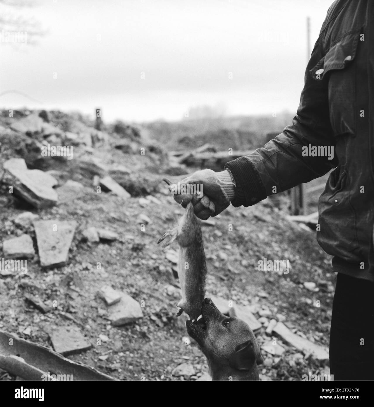 Topo e cane Terrier. Ratto che cattura il Regno Unito. Il Royal Albert Ratting Club. Un ratto agricolo in un terreno di scarto a Bromley Farm, Bramley, Barnsley, Yorkshire Inghilterra 2002, 2000s HOMER SYKES Foto Stock