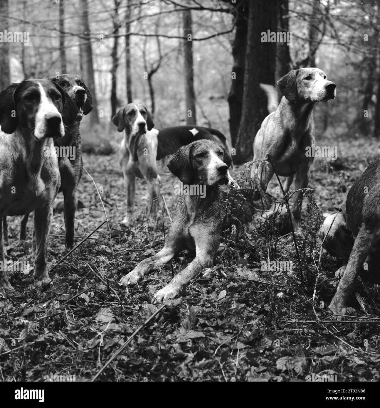 Fox Hunting UK, il Lake District i foxhounds Blencathra a Bay, ad esempio aspettando di sapere dove andare. Vicino a Braithwaite, Cumbria Inghilterra 2002, Inghilterra degli anni '2000 HOMER SYKES Foto Stock