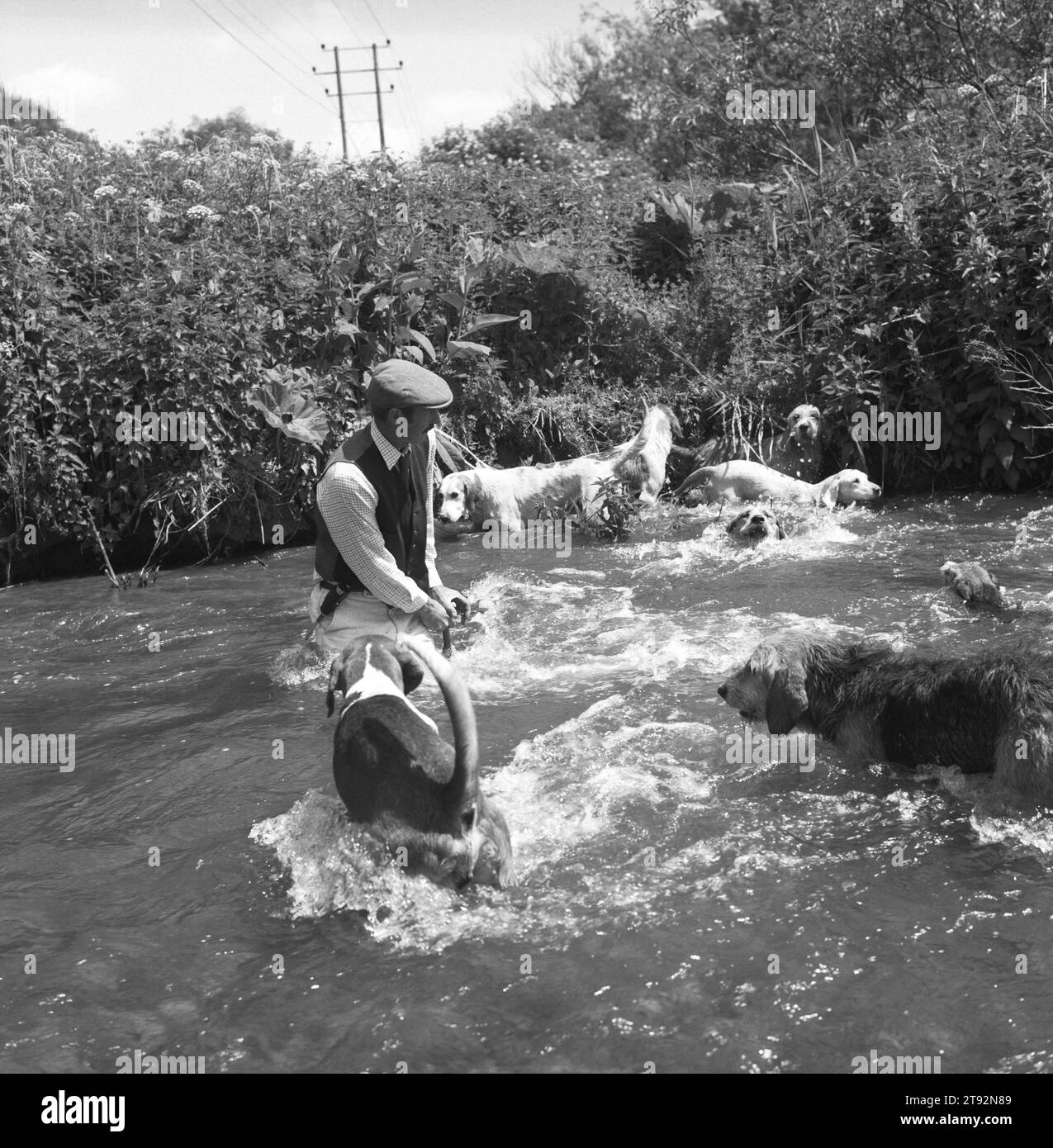 Mink Hunting Regno Unito. I Valley Minkhounds. Aidan Slatter, il maestro di caccia, porta i cani delle lontre attraverso una parte fluida del fiume Kennet. Vicino ad Aldermaston, Berkshire. 2002, 2000 Inghilterra HOMER SYKES Foto Stock