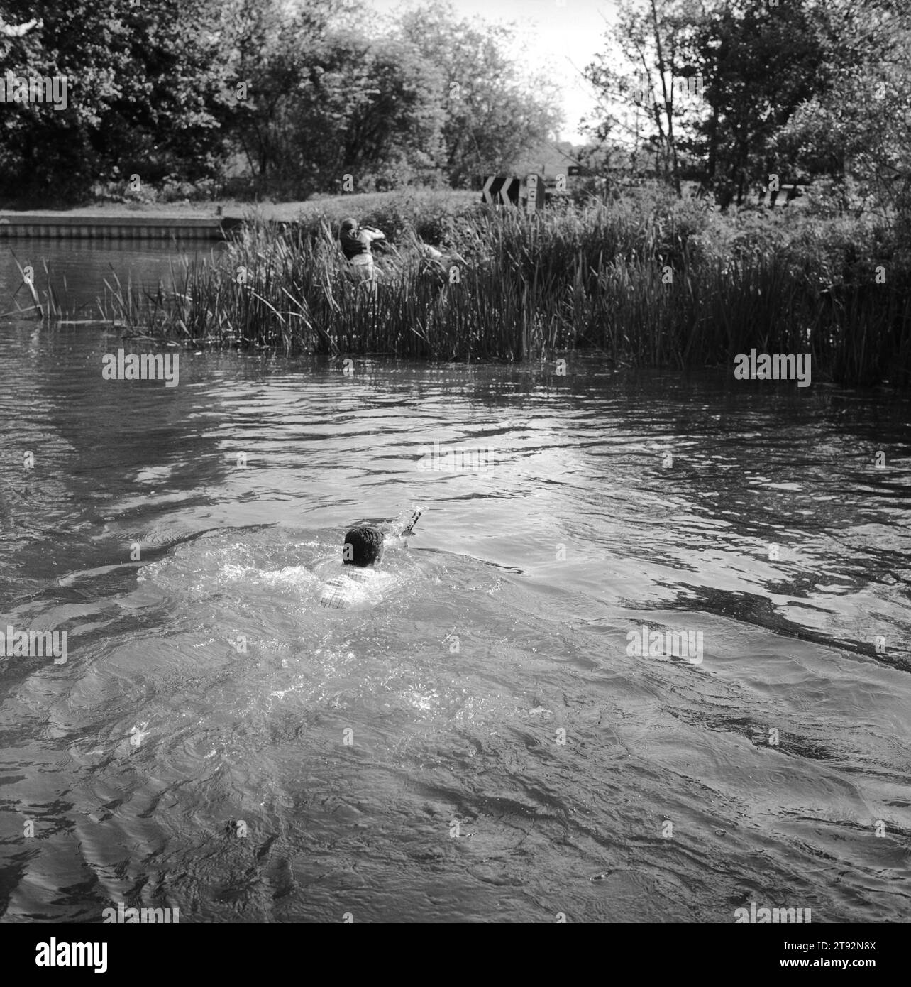Mink Hunting Regno Unito. I Valley Minkhounds, Whipper-in, Simon Haines, nuotano attraverso il fiume Kennet seguendo i cani che stanno inseguendo la loro cava. Vicino ad Aldermaston, Berkshire. 2002, 2000 Inghilterra HOMER SYKES Foto Stock